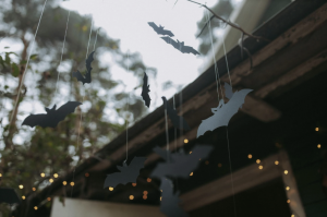 bats in my attic